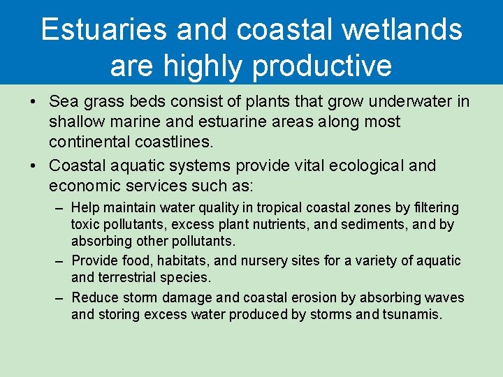 Estuaries and coastal wetlands are highly productive • Sea grass beds consist of plants Estuaries and coastal wetlands are highly productive • Sea grass beds consist of plants