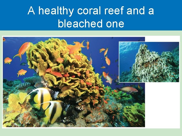 A healthy coral reef and a bleached one 