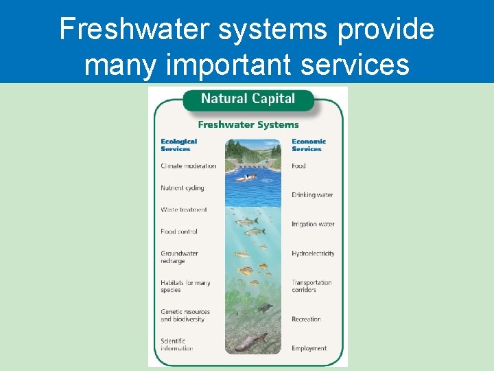 Freshwater systems provide many important services 