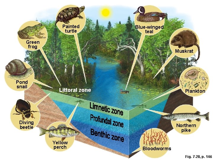 Painted turtle Blue-winged teal Green frog Pond snail Muskrat Littoral zone Plankton Diving beetle