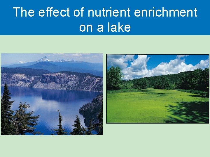 The effect of nutrient enrichment on a lake  The effect of nutrient enrichment on a lake