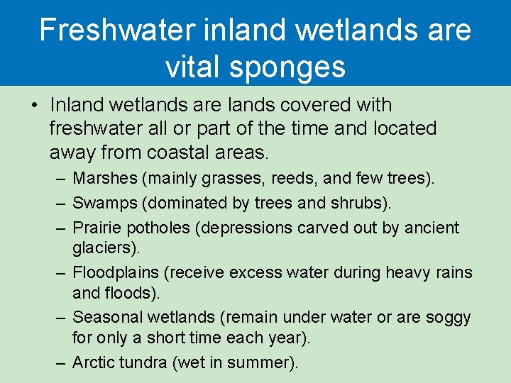 Freshwater inland wetlands are vital sponges • Inland wetlands are lands covered with freshwater Freshwater inland wetlands are vital sponges • Inland wetlands are lands covered with freshwater