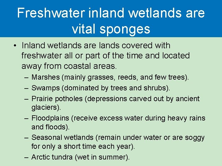 Freshwater inland wetlands are vital sponges • Inland wetlands are lands covered with freshwater