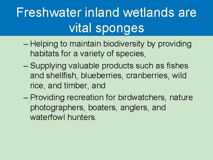 Freshwater inland wetlands are vital sponges – Helping to maintain biodiversity by providing habitats Freshwater inland wetlands are vital sponges – Helping to maintain biodiversity by providing habitats