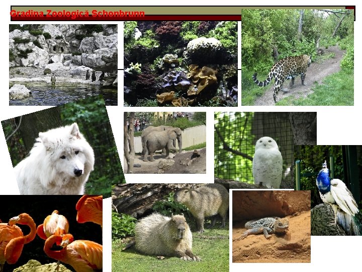 Gradina Zoologică Schonbrunn Gradina Zoologică Schonbrunn