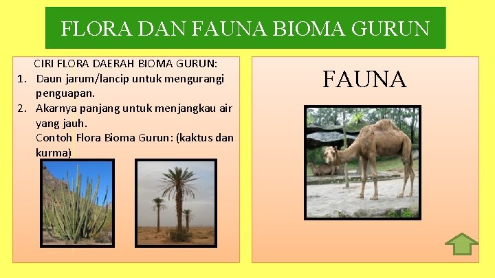 FLORA DAN FAUNA BIOMA GURUN CIRI FLORA DAERAH BIOMA GURUN: 1. Daun jarum/lancip untuk