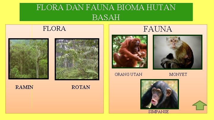 FLORA DAN FAUNA BIOMA HUTAN BASAH FLORA FAUNA ORANG UTAN RAMIN MONYET ROTAN SIMPANSE