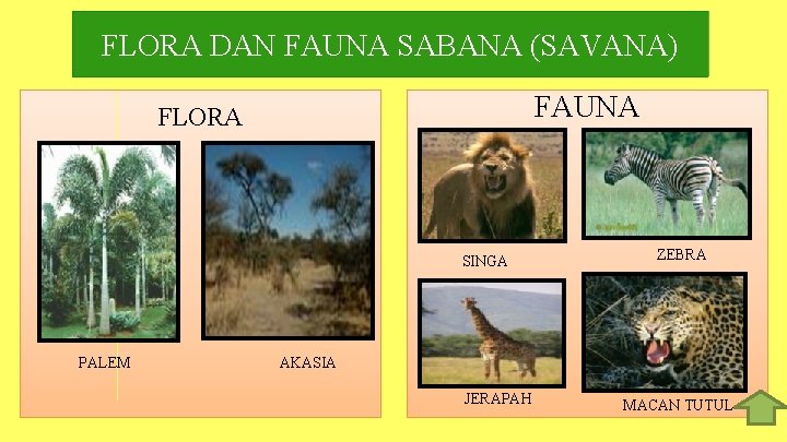 FLORA DAN FAUNA SABANA (SAVANA) FAUNA FLORA SINGA PALEM ZEBRA AKASIA JERAPAH MACAN TUTUL