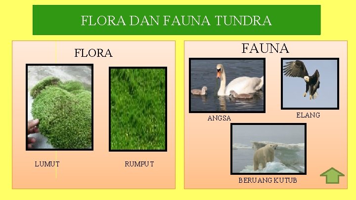 FLORA DAN FAUNA TUNDRA FAUNA FLORA ANGSA LUMUT ELANG RUMPUT BERUANG KUTUB 