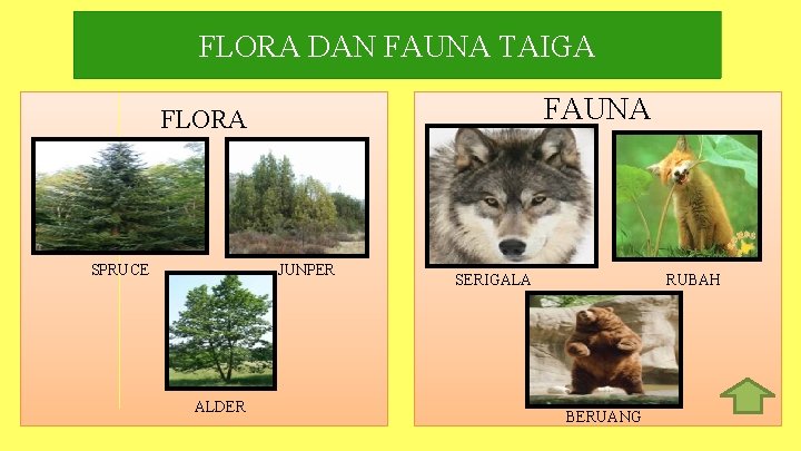 FLORA DAN FAUNA TAIGA FAUNA FLORA SPRUCE JUNPER ALDER SERIGALA RUBAH BERUANG 