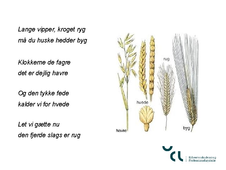 Lange vipper, kroget ryg må du huske hedder byg Klokkerne de fagre det er