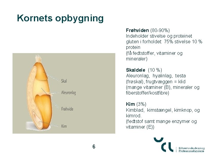 Kornets opbygning Frøhviden (80 -90%) Indeholder stivelse og proteinet gluten i forholdet: 75% stivelse