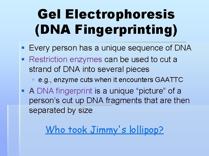 Gel Electrophoresis (DNA Fingerprinting) § Every person has a unique sequence of DNA §