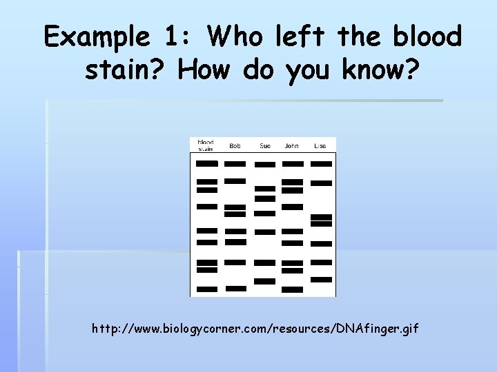 Example 1: Who left the blood stain? How do you know? http: //www. biologycorner.