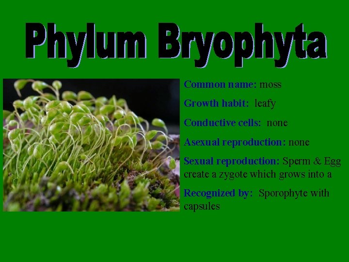 Common name: moss Growth habit: leafy Conductive cells: none Asexual reproduction: none Sexual reproduction: