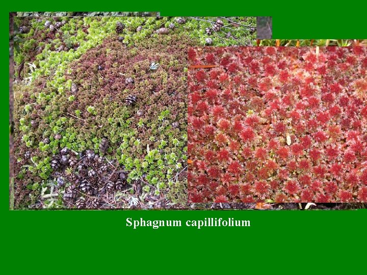 Dicranum scoparium Polytrichastrum Dicranumalpinum tauricum Polytrichum juniperinum Sphagnum capillifolium 
