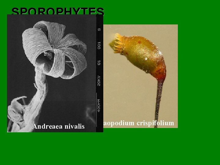 SPOROPHYTES Grimmia pulvinata Buxbaumia Andreaea aphylla nivalis Claopodium crispifolium 