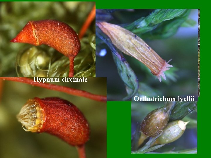 Hypnum circinale Funaria hygrometrica Orthotrichum lyellii Sphagnum sp 