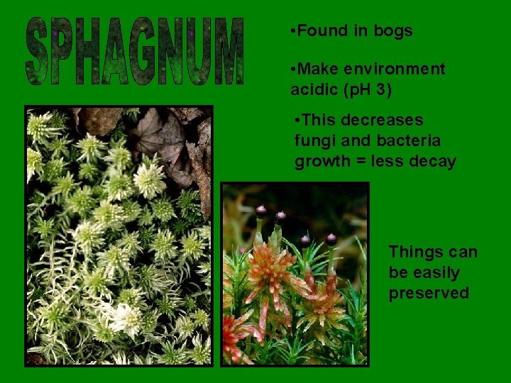  • Found in bogs • Make environment acidic (p. H 3) • This