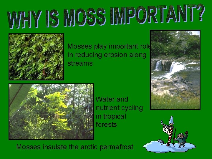 Mosses play important roles in reducing erosion along streams Water and nutrient cycling in