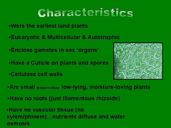  • Were the earliest land plants • Eukaryotic & Multicellular & Autotrophic •