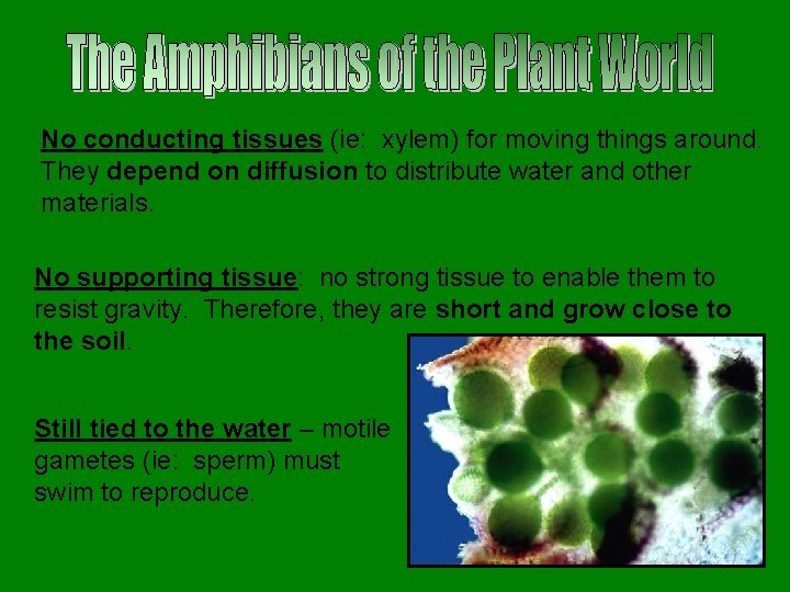 No conducting tissues (ie: xylem) for moving things around. They depend on diffusion to