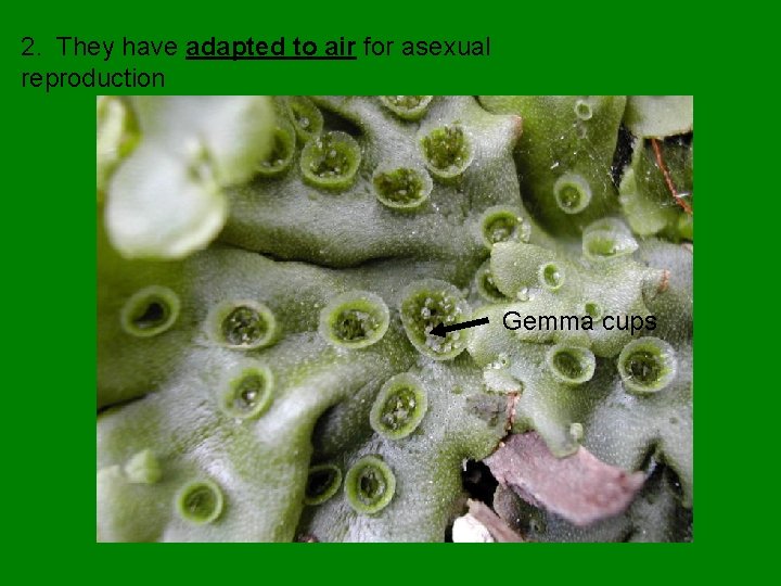 2. They have adapted to air for asexual reproduction Gemma cups 