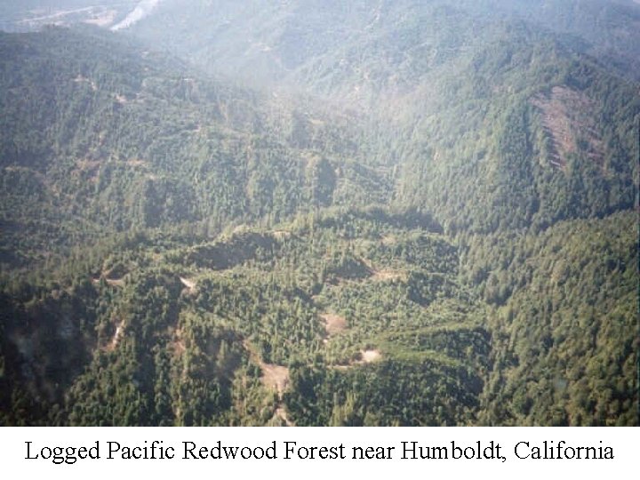 Logged Pacific Redwood Forest near Humboldt, California 