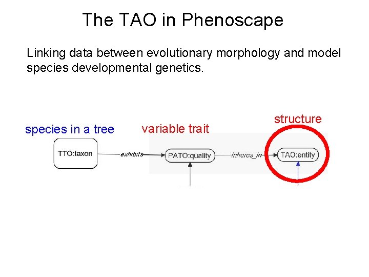 The TAO in Phenoscape Linking data between evolutionary morphology and model species developmental genetics.