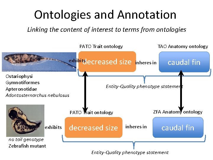 Ontologies and Annotation Linking the content of interest to terms from ontologies PATO Trait