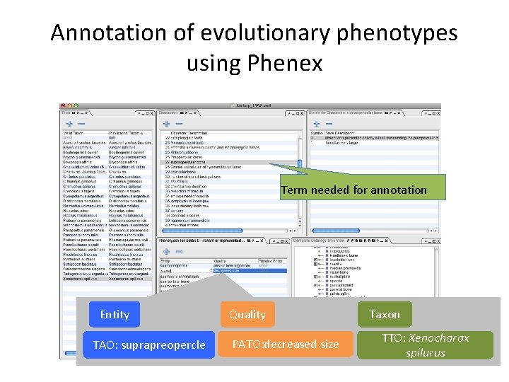 Annotation of evolutionary phenotypes using Phenex Term needed for annotation Entity TAO: suprapreopercle Quality