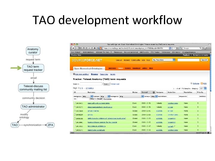 TAO development workflow 