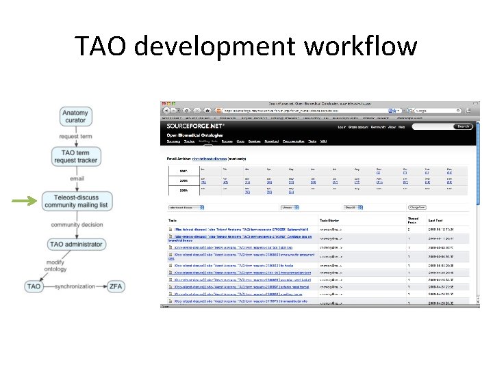 TAO development workflow 