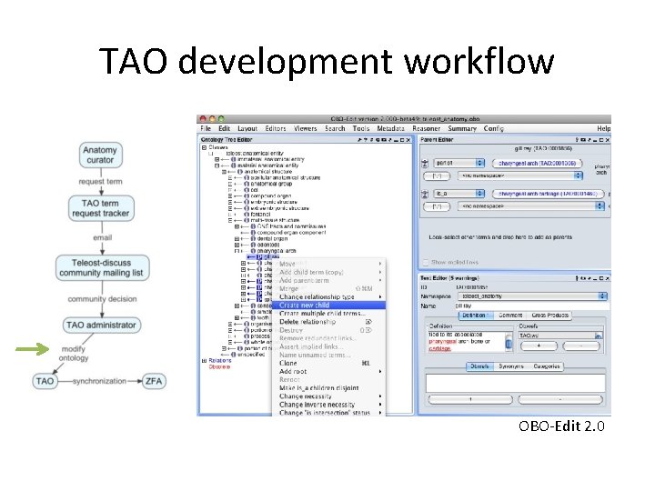 TAO development workflow OBO-Edit 2. 0 