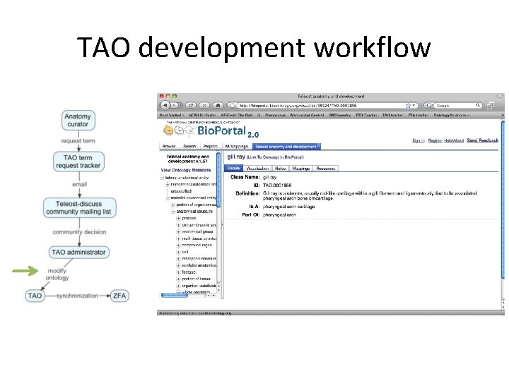 TAO development workflow 