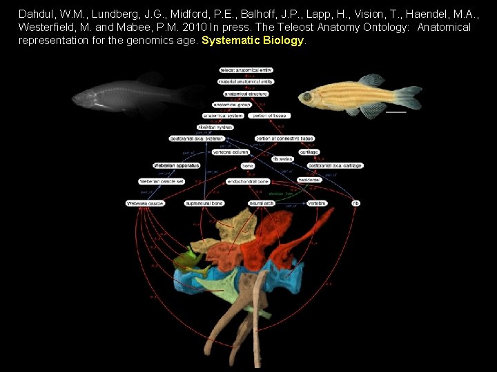 Dahdul, W. M. , Lundberg, J. G. , Midford, P. E. , Balhoff, J.