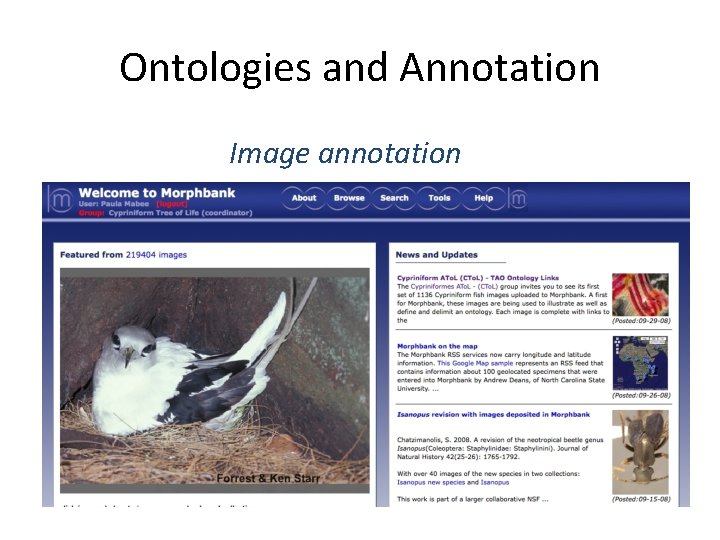 Ontologies and Annotation Image annotation 