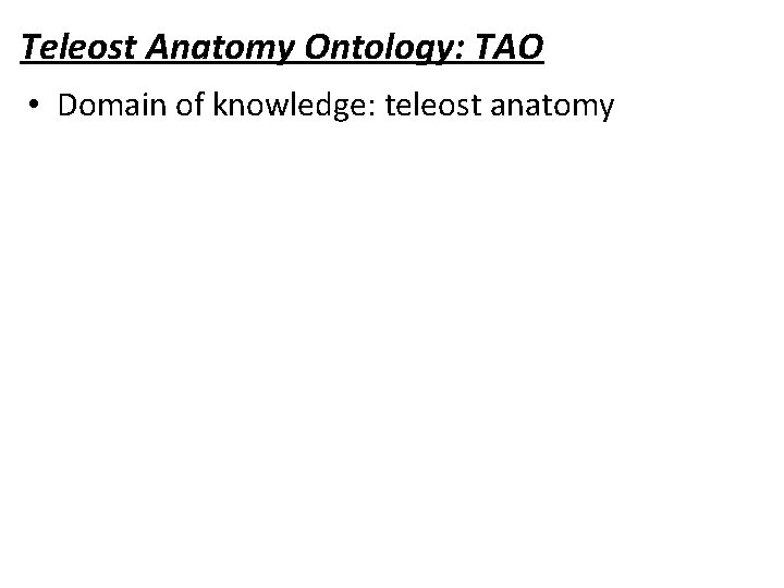 Teleost Anatomy Ontology: TAO • Domain of knowledge: teleost anatomy 