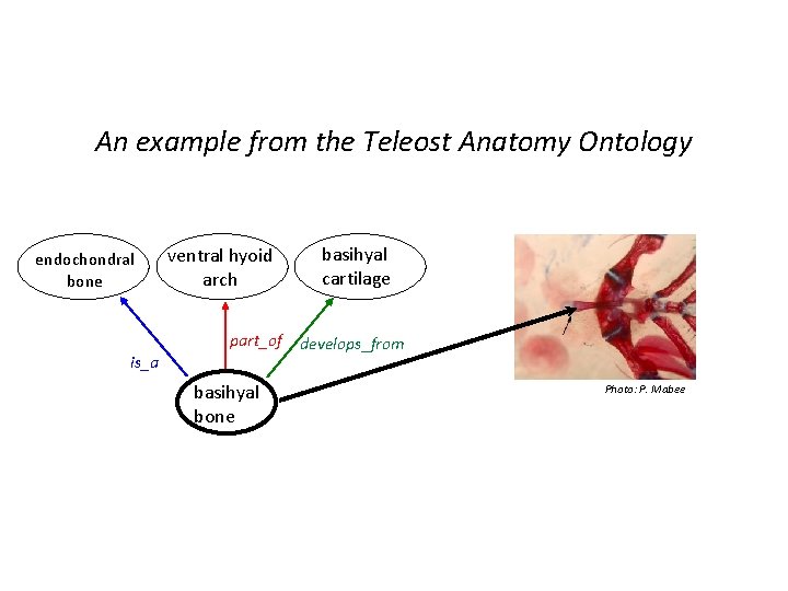An example from the Teleost Anatomy Ontology endochondral bone is_a ventral hyoid arch basihyal
