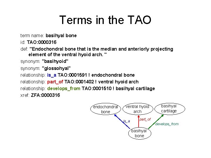 Terms in the TAO term name: basihyal bone id: TAO: 0000316 def: "Endochondral bone