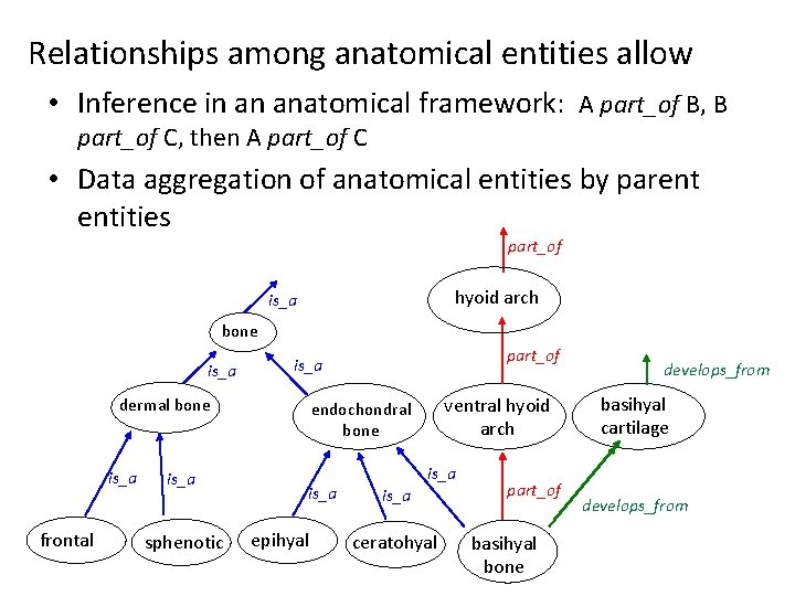 Relationships among anatomical entities allow • Inference in an anatomical framework: A part_of B,