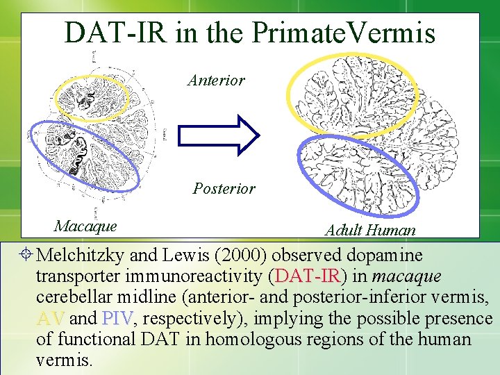 DAT-IR in the Primate. Vermis Anterior Posterior Macaque Adult Human Melchitzky and Lewis (2000)