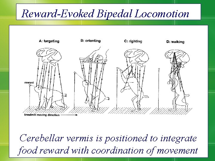 Reward-Evoked Bipedal Locomotion Cerebellar vermis is positioned to integrate food reward with coordination of