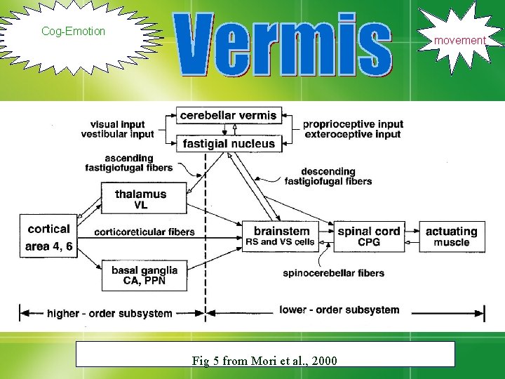 Cog-Emotion movement Fig 5 from Mori et al. , 2000 