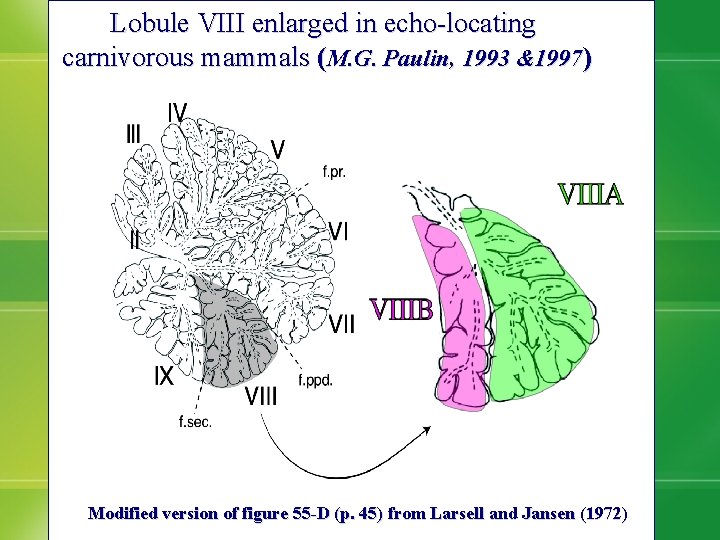 Lobule VIII enlarged in echo-locating carnivorous mammals (M. G. Paulin, 1993 &1997) Modified version