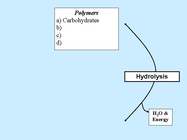 Polymers a) Carbohydrates b) c) d) Hydrolysis H 2 O & Energy 