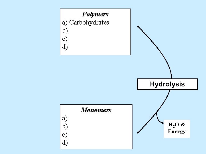 Polymers a) Carbohydrates b) c) d) Hydrolysis Monomers a) b) c) d) H 2