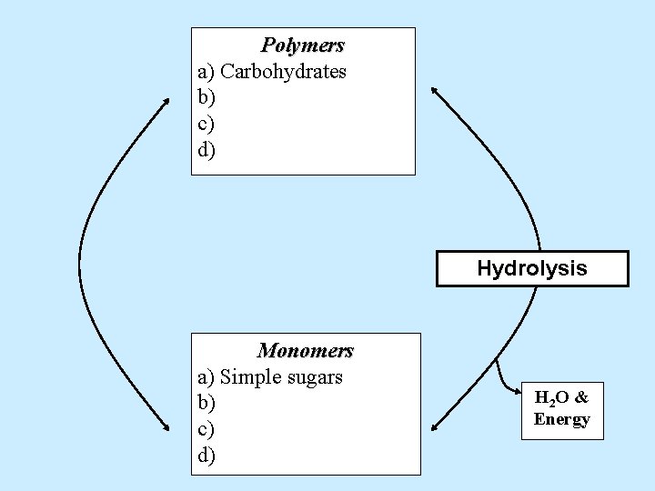 Polymers a) Carbohydrates b) c) d) Hydrolysis Monomers a) Simple sugars b) c) d)