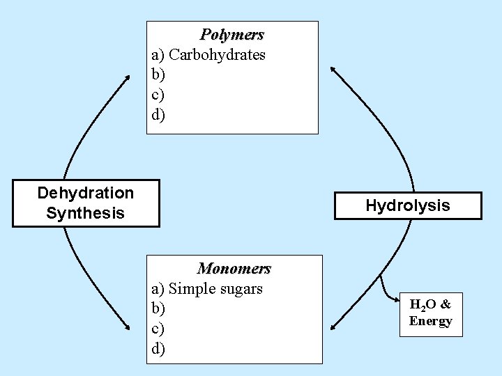 Polymers a) Carbohydrates b) c) d) Dehydration Synthesis Hydrolysis Monomers a) Simple sugars b)