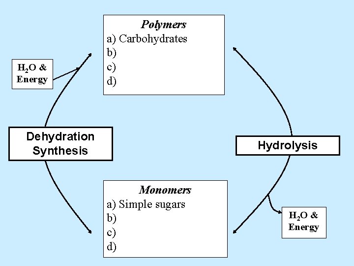 H 2 O & Energy Polymers a) Carbohydrates b) c) d) Dehydration Synthesis Hydrolysis